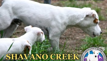 Shavano Creek Colorado