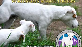 Shavano Creek Colorado LLC