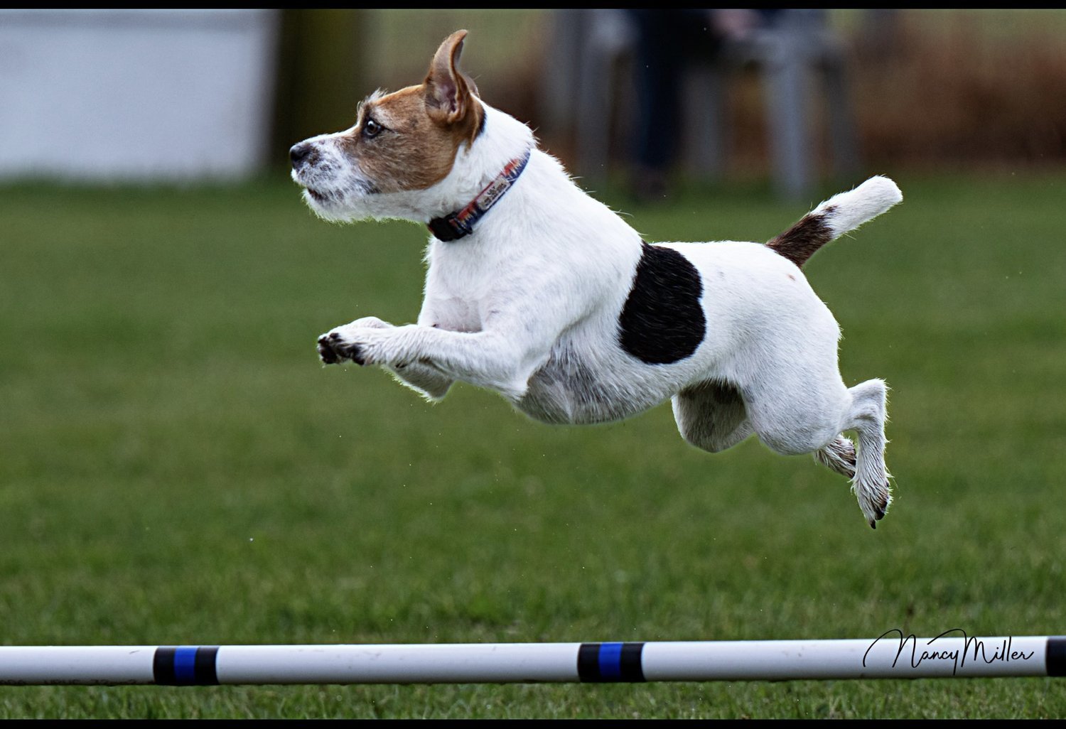 Agility with Lily