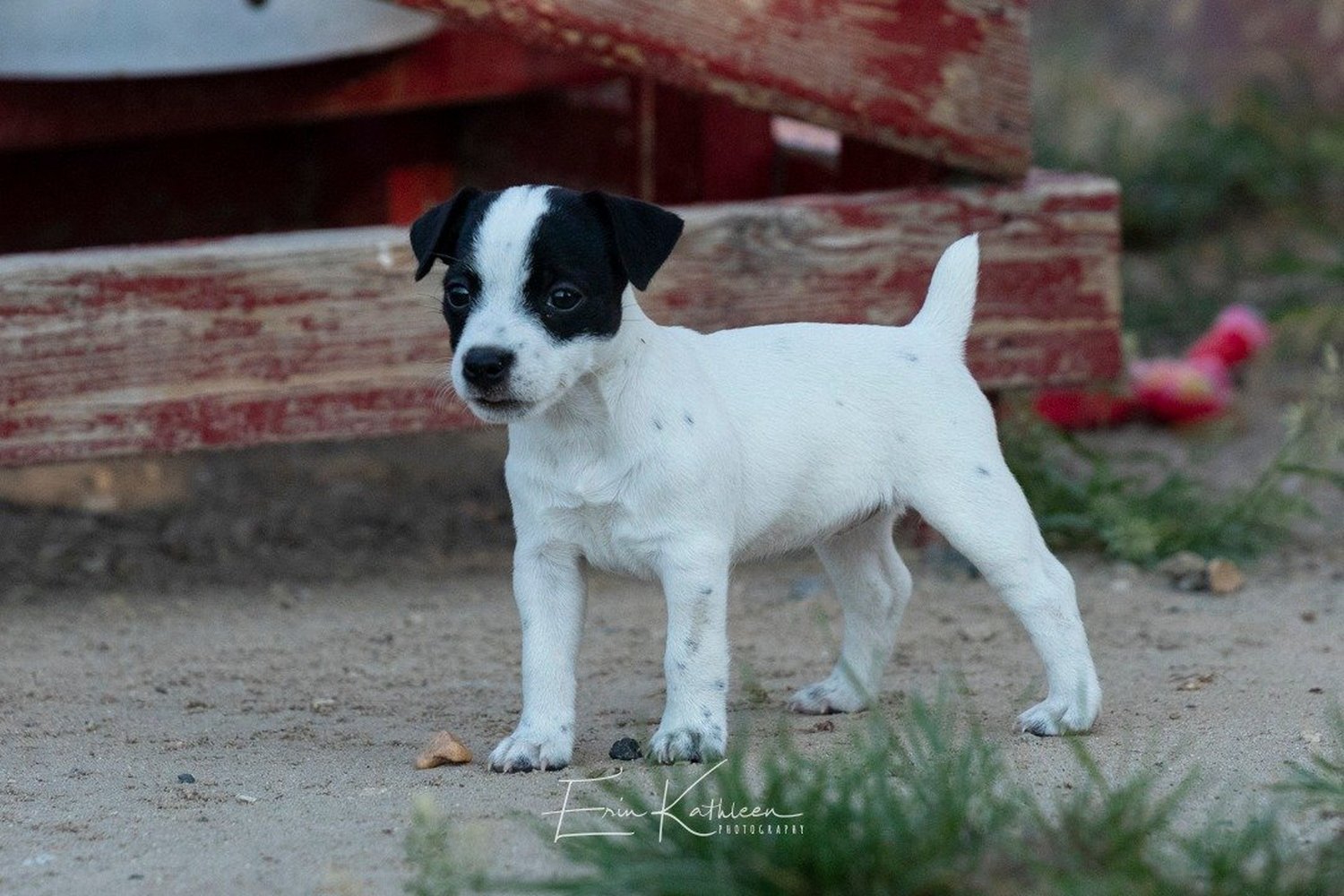 Avalanche Acres Maggie May