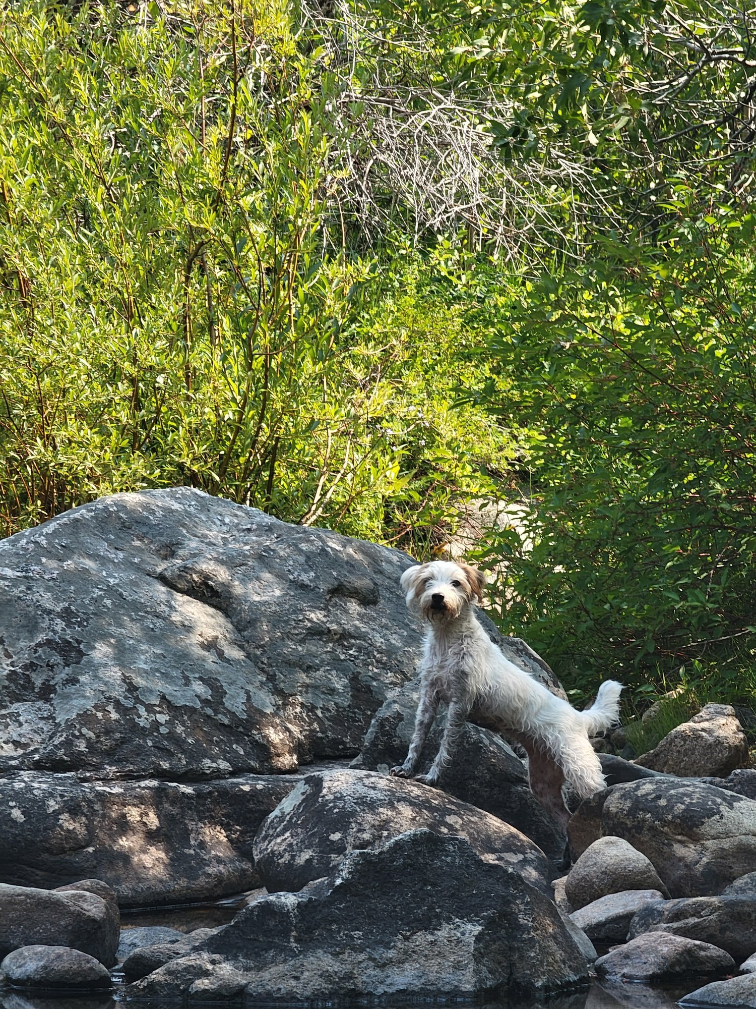 Hera of Avalanche Acres