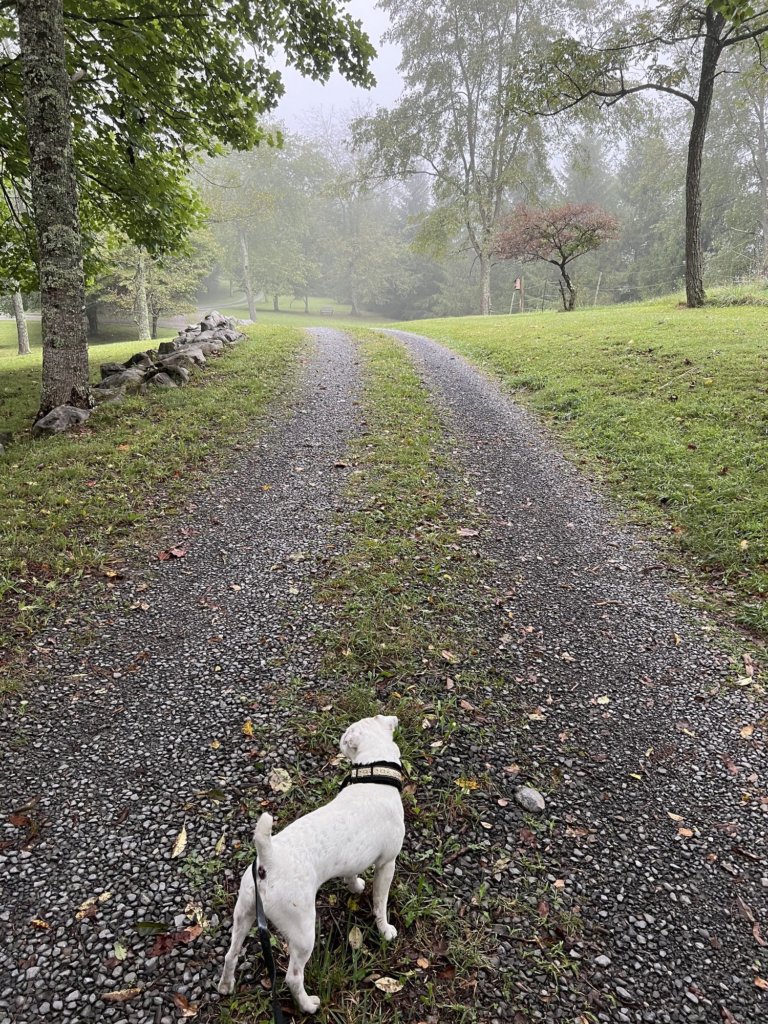 Sampson @ the Groundhog Retreat