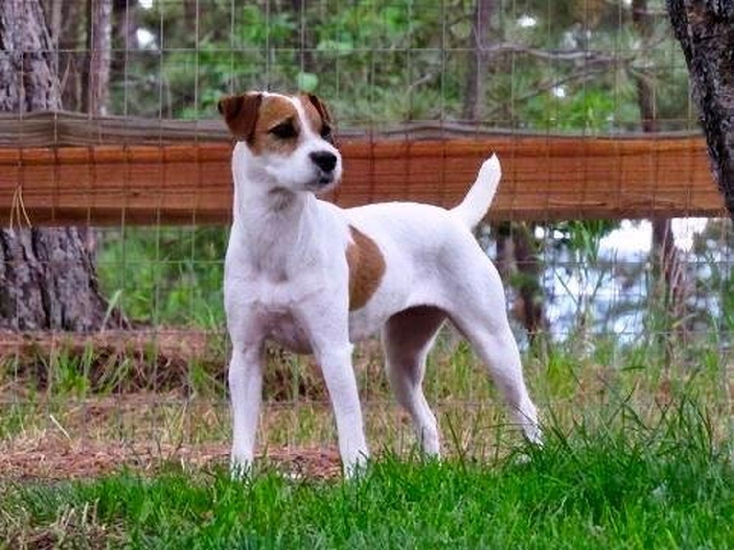 Iden Rye Victoria Secret