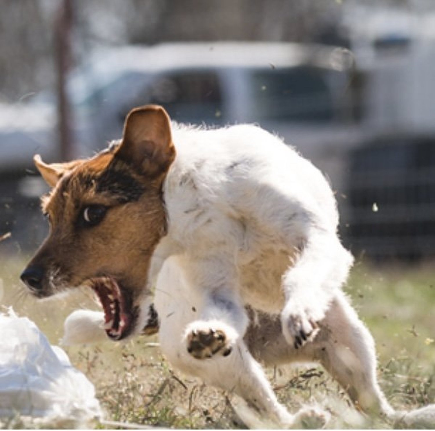 West Elk Lady Dianna
