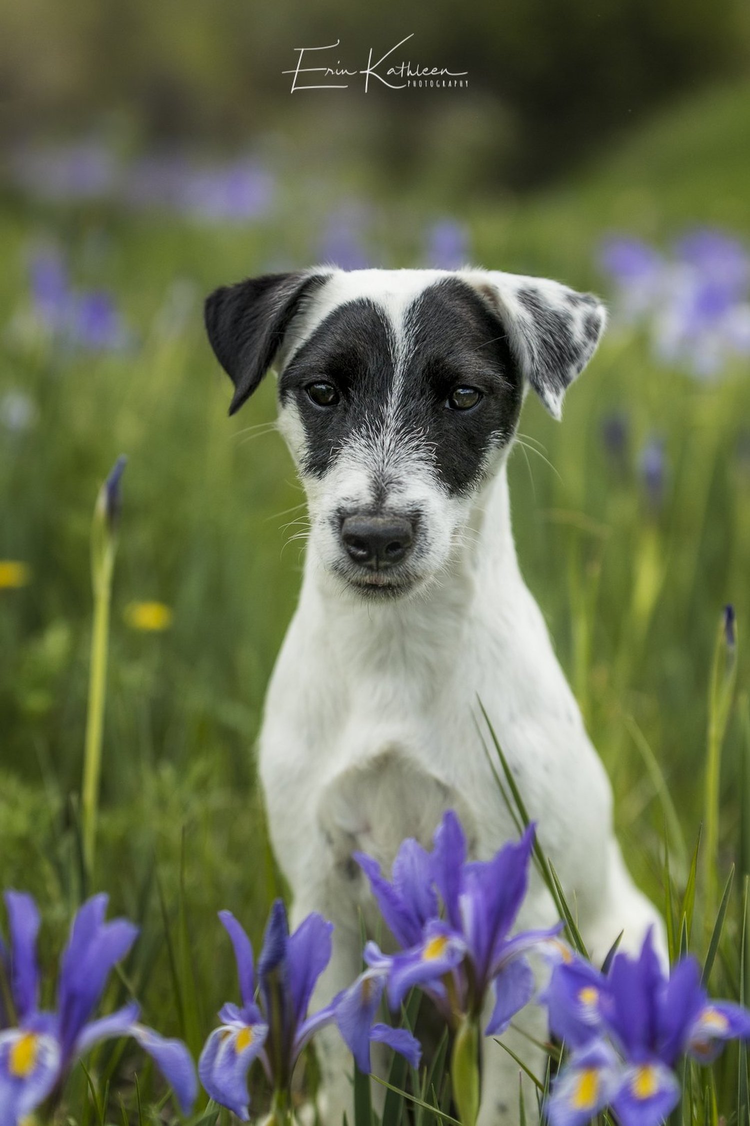 Avalanche Acres Molly Marine