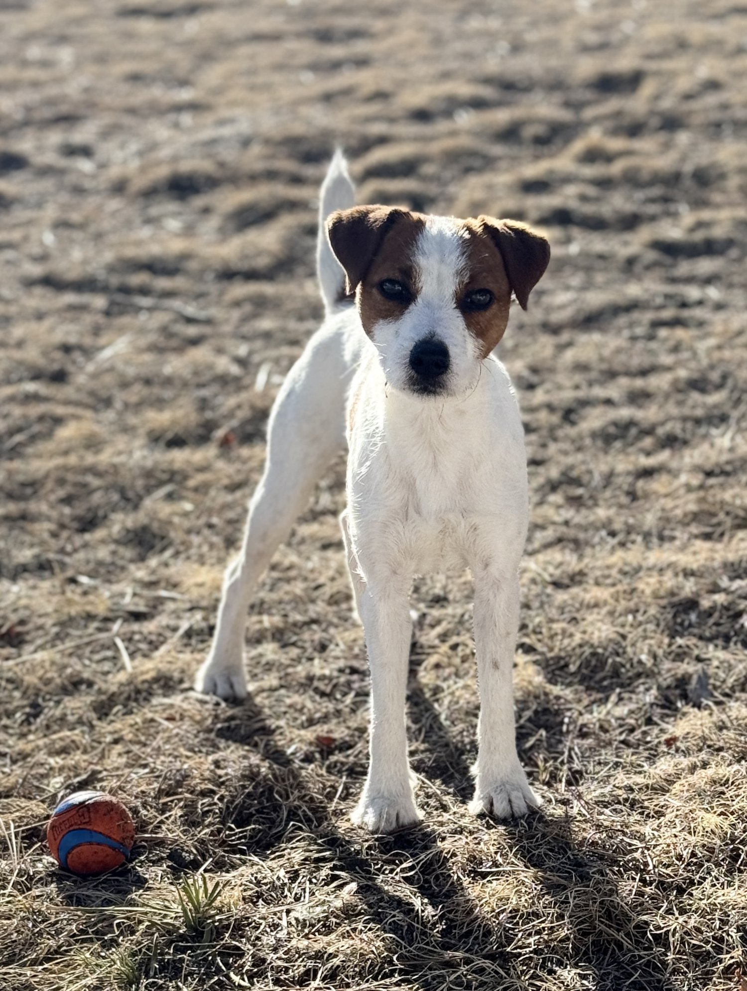 Shavano Creek McKenzie