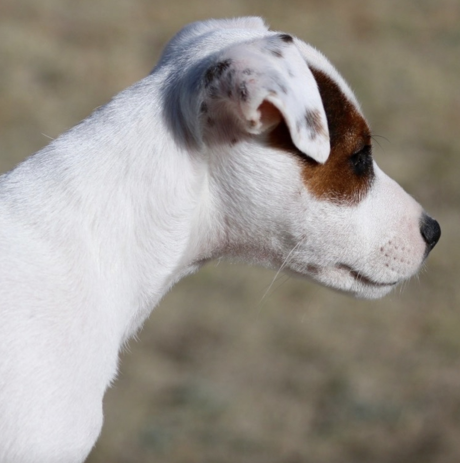 Shavano Creek Sampson