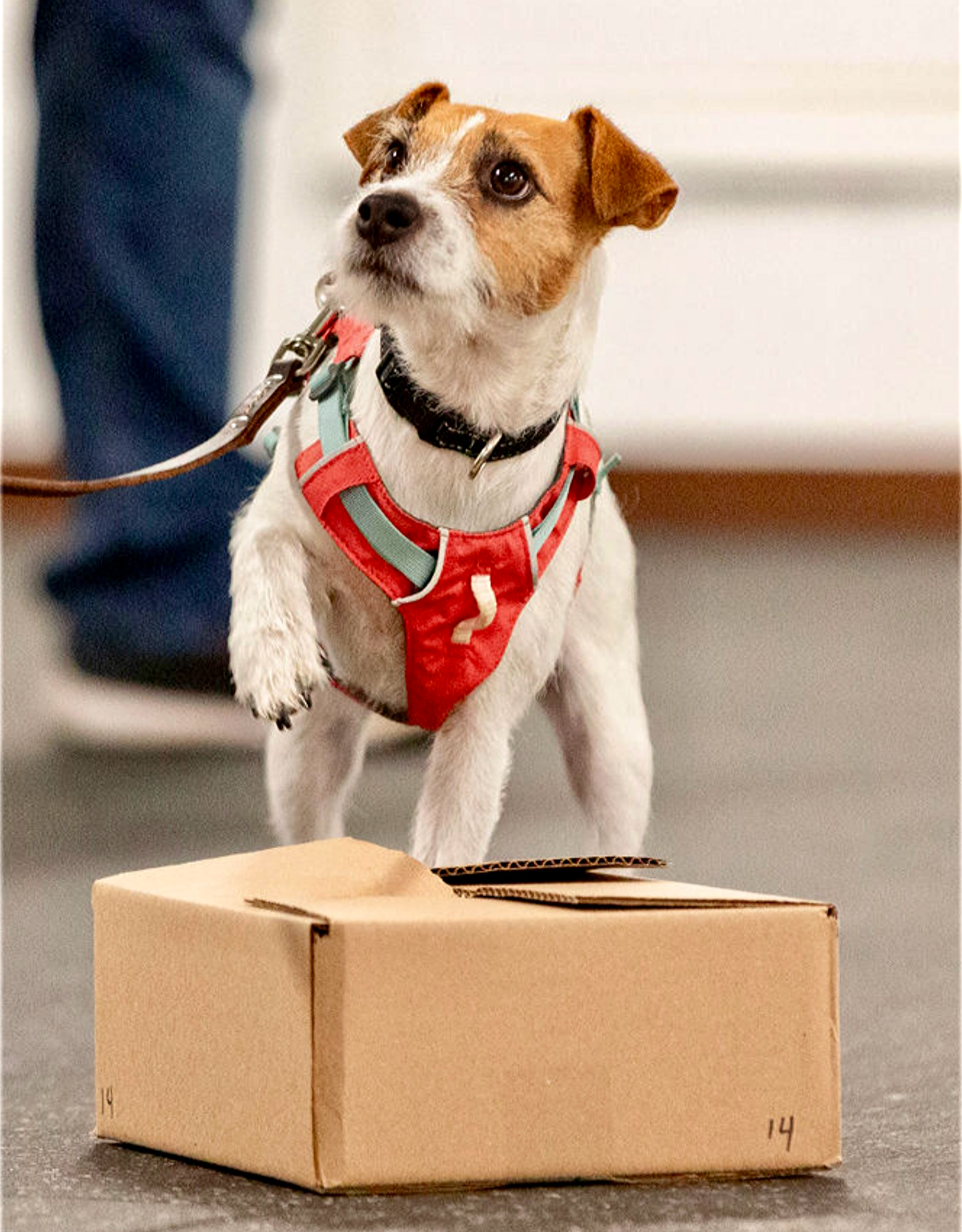 Lily-Nosework Indication