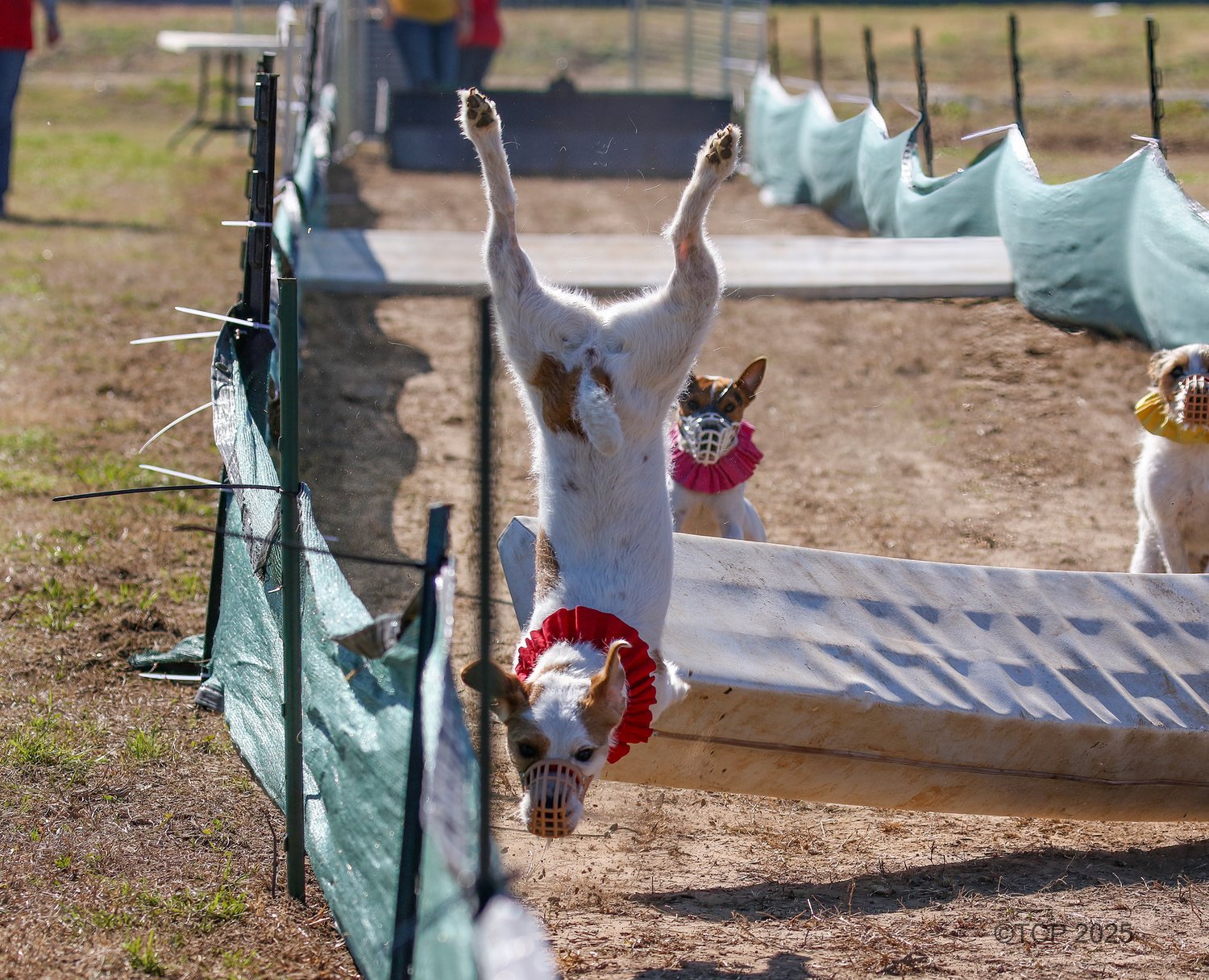 Hart Farms Junior Strider timed his jump poorly at the Texas Two Step