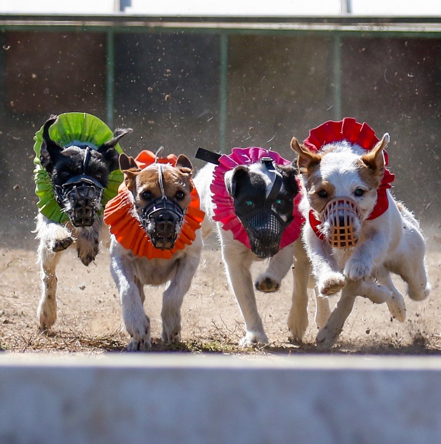 Hart Farms Junior Strider (red collar). The Intensity of the Big boys when racing
