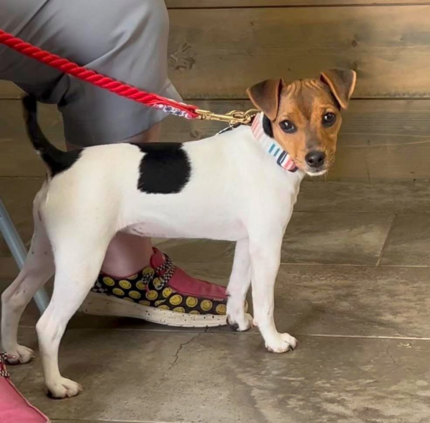 Seagull SavvySurferGirl